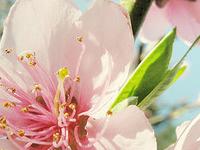 2015春季桃花劫易犯生肖