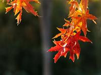 彼特每周星座运势(2015.5.12-5.18)