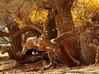 山水清澈2015年6月生肖牛运程