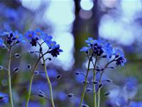 A微日记2015年6月份星座运势