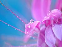 肖百奇属羊的人2015年6月整体运势