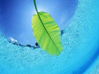 肖百奇属兔的人2015年6月整体运势