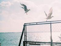 贝拉2015年7月天秤座运势