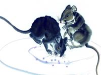 属鼠的人2016年运程详解