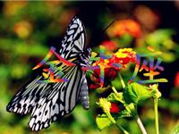 金牛女会因为什么变成女强人