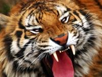 生肖八字看猴年何人冲犯太岁