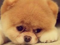 12月各生肖须避讳的凶日