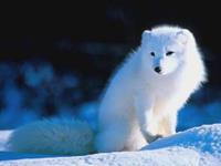 测你有哪种动物的气质？