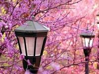 塔罗占卜你会实现什么愿望