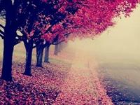 常做十二种梦境一月如何旺桃花