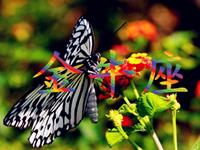 神马影响了金牛座魅力值