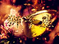 神马影响了狮子座魅力值