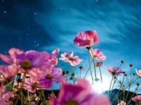 紫微斗数看你2016的运气