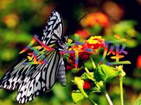 职场中金牛座拿什么来保护自己