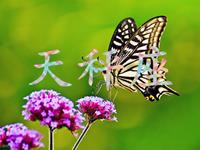 职场中天秤座拿什么来保护自己