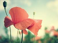 生活先苦后甜的生肖排行