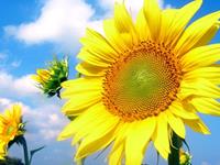 12生肖中谁最正能量？