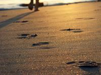 水蓝色眼泪2016年3月摩羯座运势