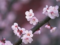 占卜目前你的桃花开了几朵？