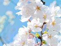 占卜你的桃花运在如何发展？