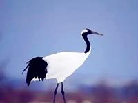 2016发展不平稳的生肖