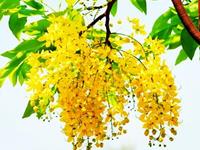 清明下的不是雨，而是金币