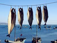 4月能够咸鱼翻身的生肖