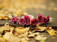 追时呵护到手不顾的星座男