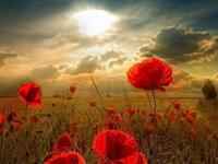 爱情卑微到尘埃里的三大星座