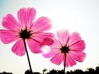 占卜你的新恋情是否遥遥无期