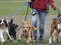 如果12星座踩到了狗屎