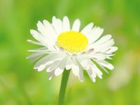 这些生肖7月4日后，运势旺