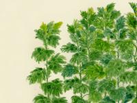 五大风水物，助你化厄运