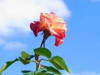 请好好对待这些生肖君