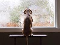 你是一只快乐的单身狗吗