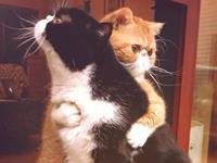 占卜你走出失恋的伤痛需要多久