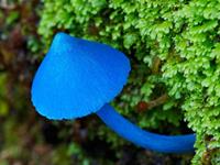 蓝瘦，这些星座会爱到你香菇