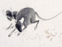 生肖鼠关乎前途的建议