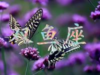 满分10分，双鱼座的人生得多少分