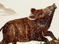 1995年属猪的人2018年运势大全及破解