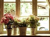 李居明2017鸡年生肖马运势