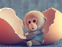 揭秘生肖猴的本性