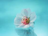 滴天居士2017年属狗的运势