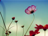 万花丛中过，处处都留情的生肖