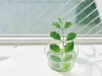 内冷外热的三大生肖女