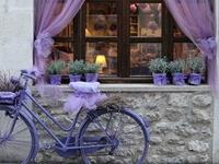 春节期间桃花佳缘旺的生肖