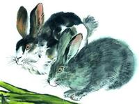 生肖兔2017年犯太岁指南