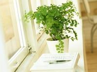 处女座靠什么说服别人