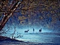 Pandora占星小巫本周塔罗运势（2.27-3.5）