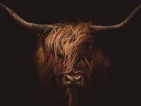 梦见牛预示发财么？梦见牛预示什么？